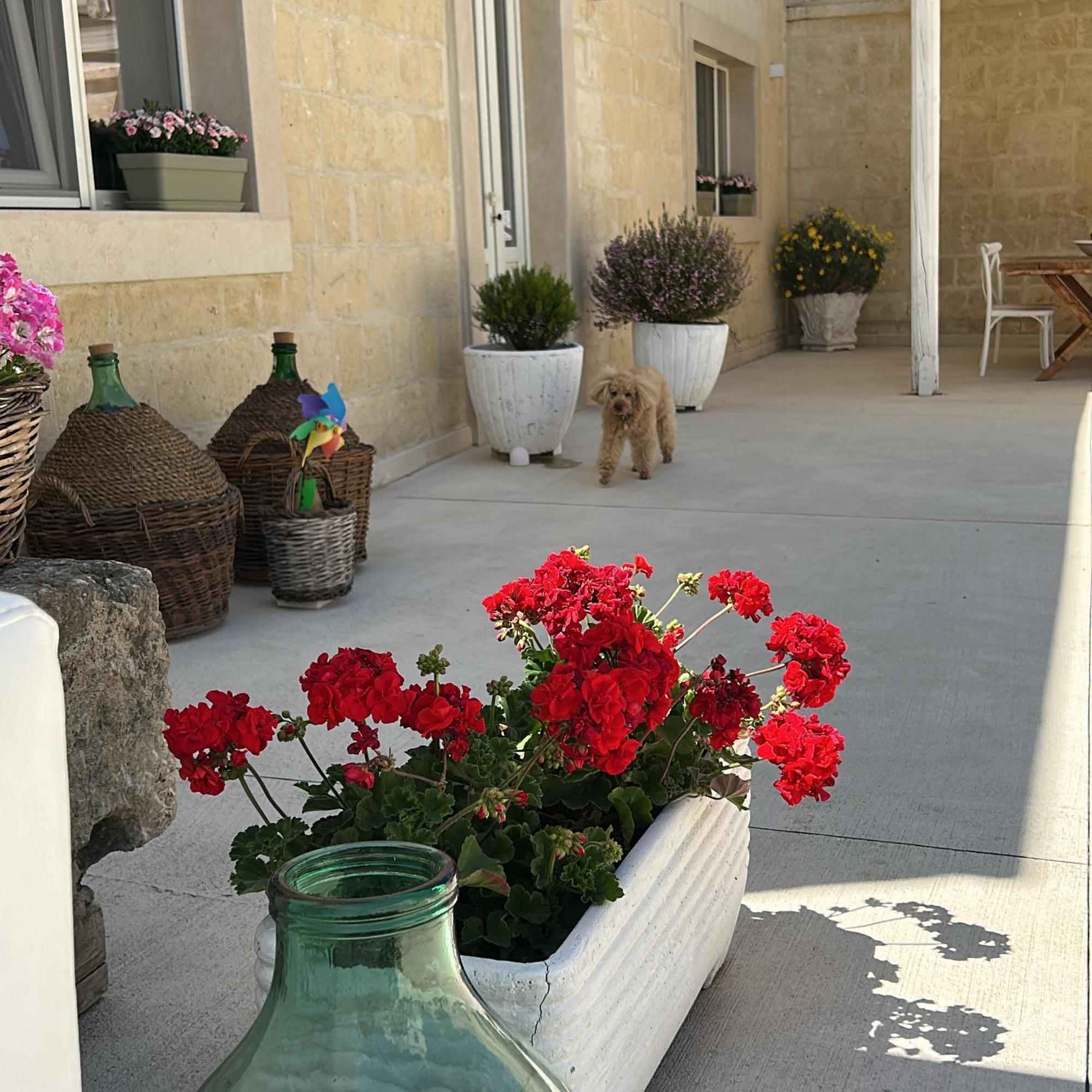 Masseria Spiga Гравина ин Пулия Екстериор снимка